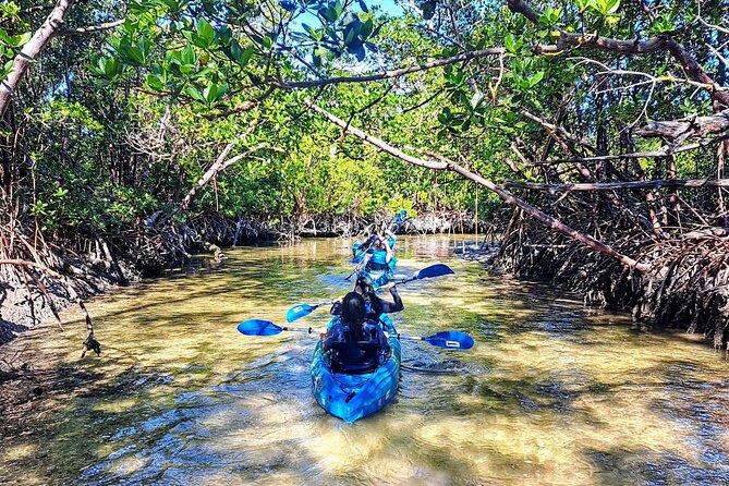 Rookery Bay Kayak Adventure – Mangroves, Wildlife & Photos - Paddling into the mangrove channels