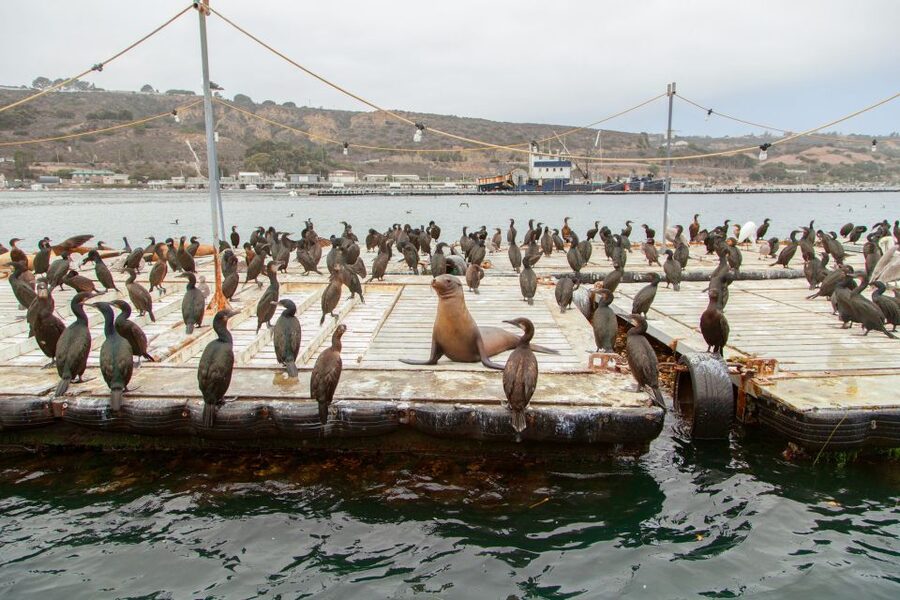 San Diego: SEAL City Tour by Amphibious Bus - Why the land-and-water format works