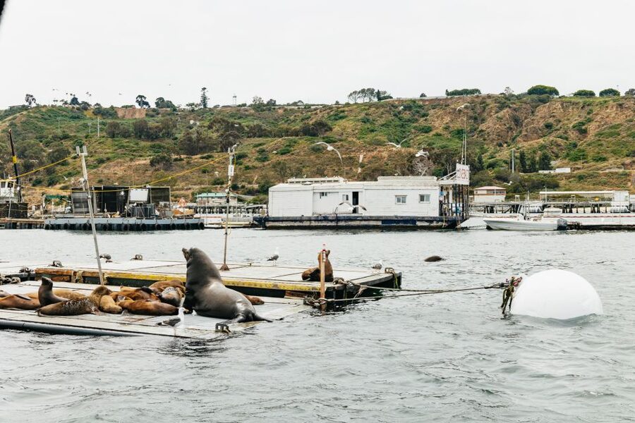 San Diego: SEAL City Tour by Amphibious Bus - A working harbor, not just a postcard view