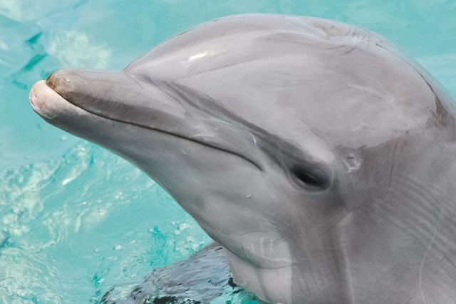 San Diego: SeaWorld Skip-the-Line Park Admission Ticket - Electric Eel and Manta for serious ride fans