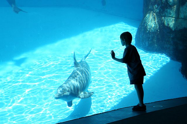 San Diego: SeaWorld Skip-the-Line Park Admission Ticket - Choosing the all-day dining upgrade