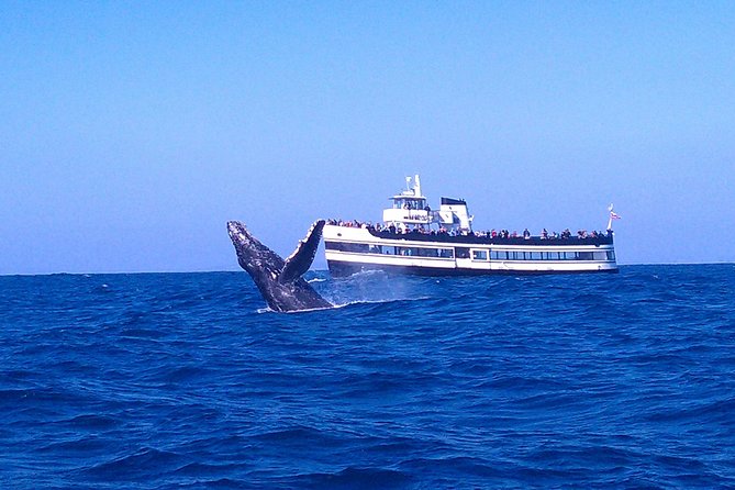 San Diego Whale Watching Cruise - The details worth knowing before you book