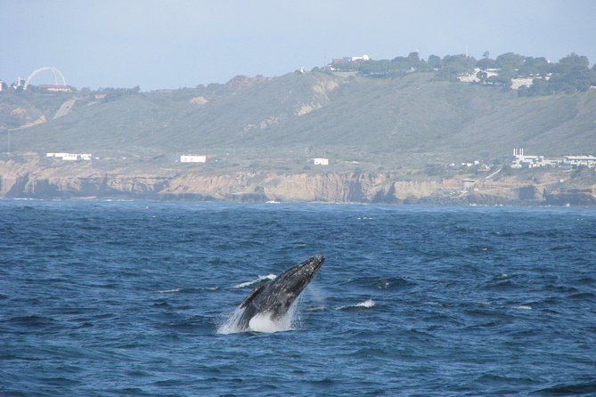 San Diego Whale Watching Cruise - Why the America makes this cruise different