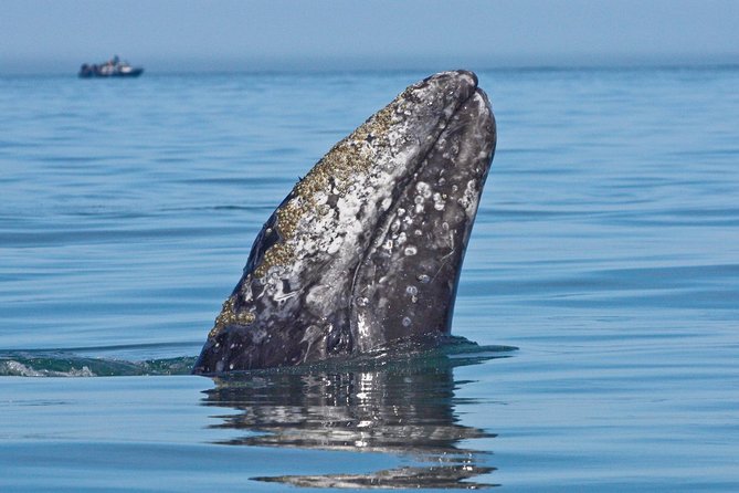 San Diego Whale Watching Cruise - Old Point Loma Lighthouse and the harbor views