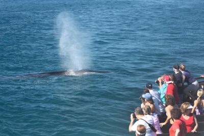 San Diego Whale Watching Cruise