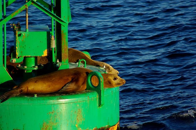 San Diego Whale Watching Cruise - The wildlife search: gray whales, dolphins, and sea lions