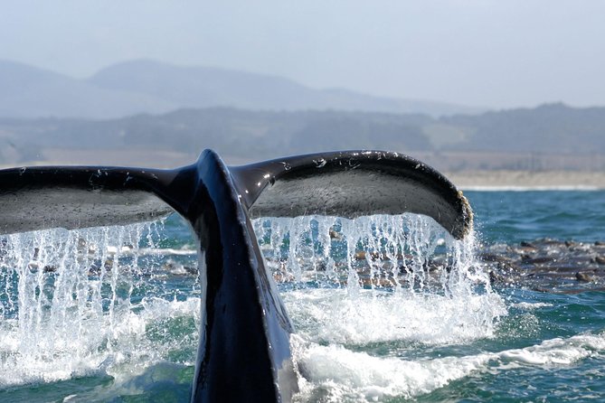 San Diego Whale Watching Cruise - What the four-hour sail feels like