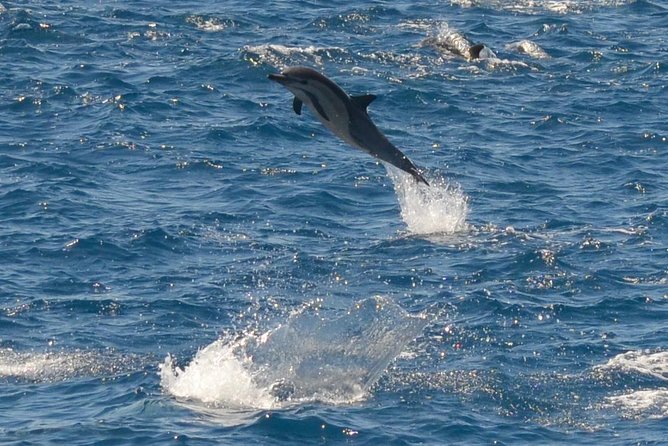 San Diego Whale Watching & Dolphin Cruise - Crossing the Bay Past Mission Beach