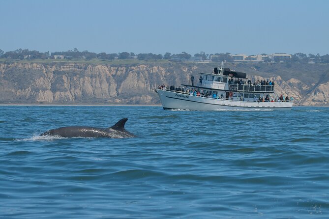 San Diego Whale Watching & Dolphin Cruise - Dolphins, Porpoises, and Sea Lions Can Save the Day