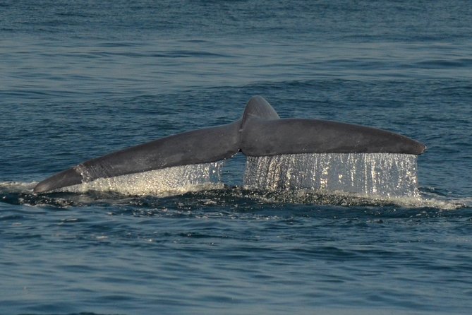 San Diego Whale Watching & Dolphin Cruise - Sunset Cliffs and the Coastal Return