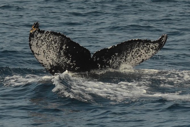 San Diego Whale Watching & Dolphin Cruise - Weather, Sightings, and the Whale Guarantee