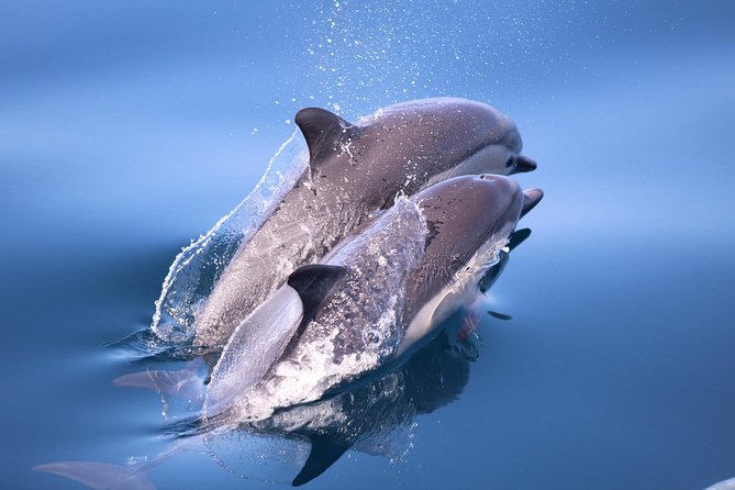 San Diego Whale Watching & Dolphin Cruise - Searching the Blue Water for Whales