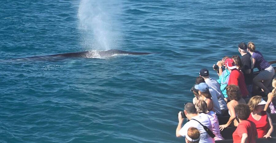 San Diego: Whale Watching Tour - Flagship Cruises & Events - Key points to know before sailing