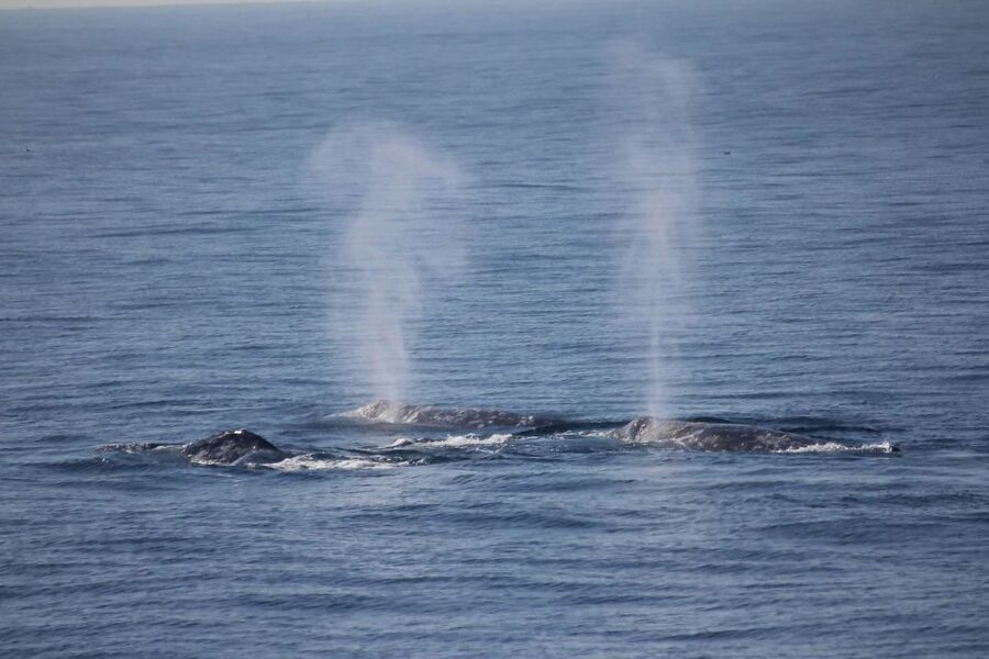 San Diego: Whale Watching Tour - Flagship Cruises & Events - Leaving San Diego Bay behind