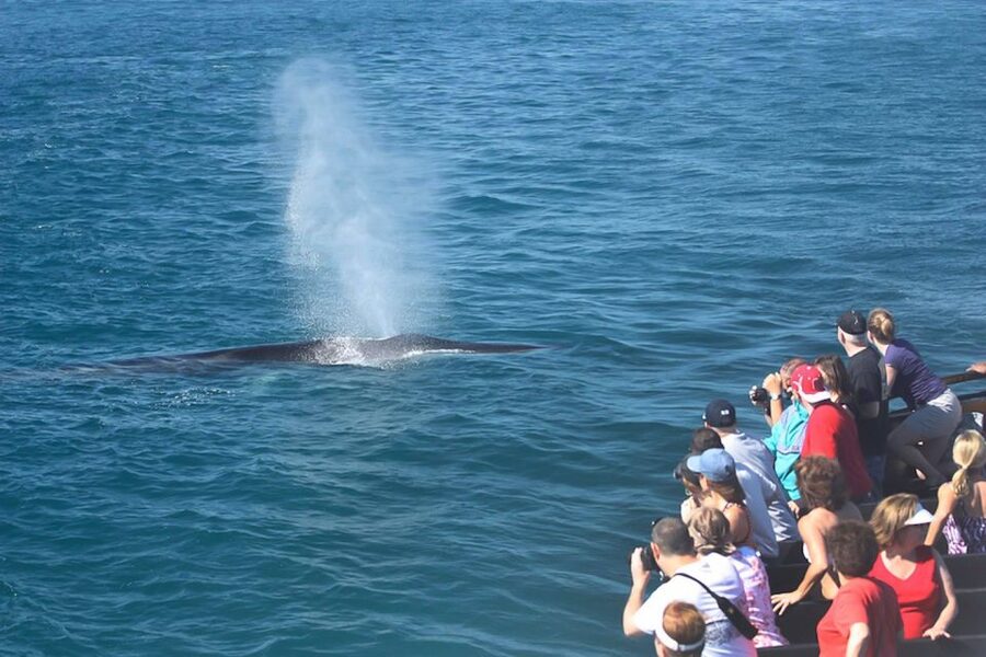 San Diego: Whale Watching Tour - Flagship Cruises & Events - What the guides add to the trip