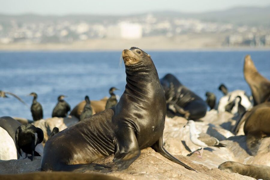 San Diego: Whale Watching Tour - Flagship Cruises & Events - Choosing the best time to go