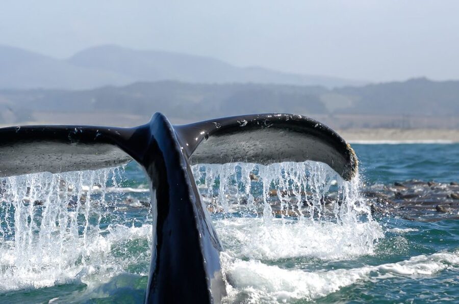 San Diego: Whale Watching Tour - Flagship Cruises & Events - Check-in, timing, and cancellation