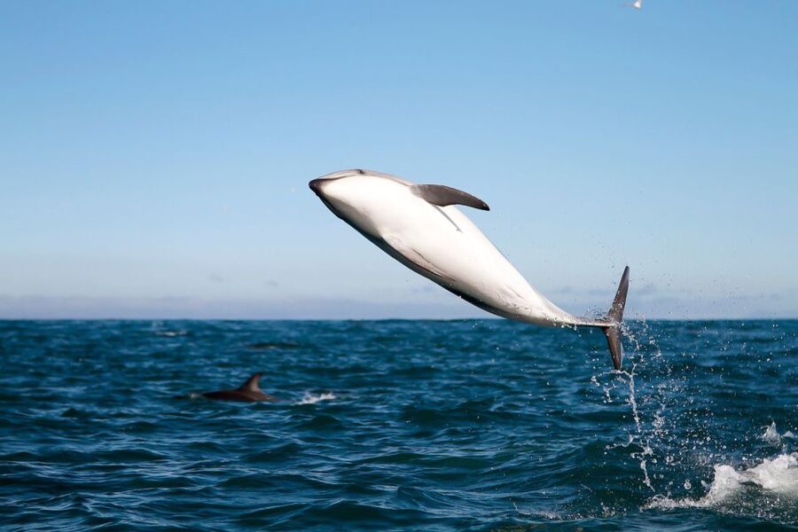 San Diego: Whale Watching Tour - Flagship Cruises & Events - Finding the whale migration route