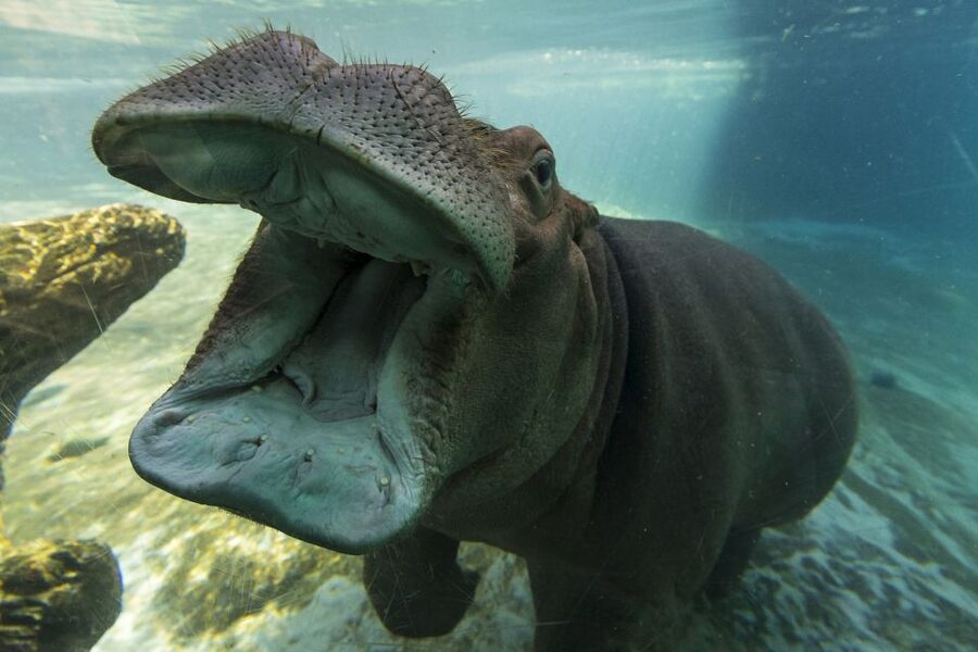 San Diego Zoo: 1-Day Admission Ticket - Food, parking, and the real cost of the day