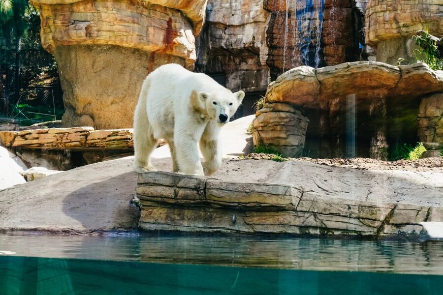 San Diego Zoo: 1-Day Admission Ticket - Entering the zoo north of downtown