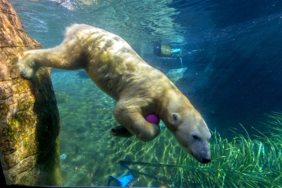 San Diego Zoo: 1-Day Admission Ticket - Polar bears, Elephant Odyssey, and animal worlds