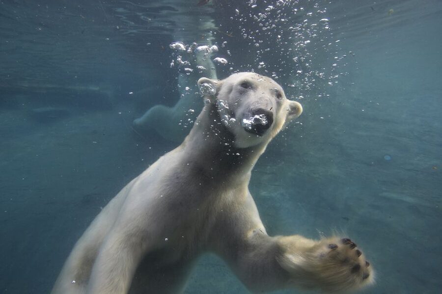 San Diego Zoo: 1-Day Admission Ticket - Africa Rocks and the animals worth seeking