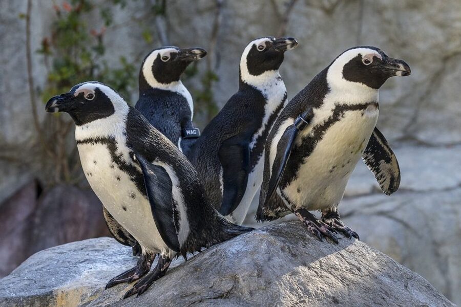 San Diego Zoo: 1-Day Admission Ticket - Skyfari gives your feet a break