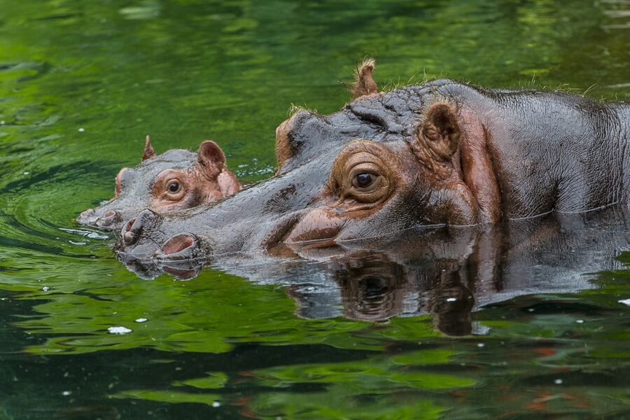San Diego Zoo: 1-Day Admission Ticket - Why the 100-acre layout matters