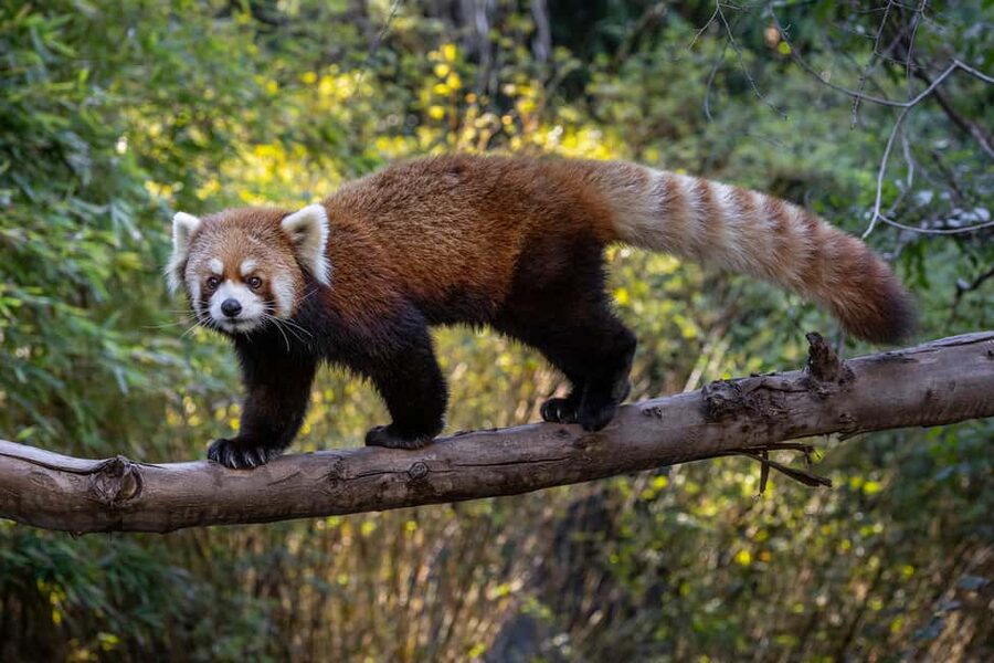 San Diego Zoo Admission Ticket - How much time should you allow?