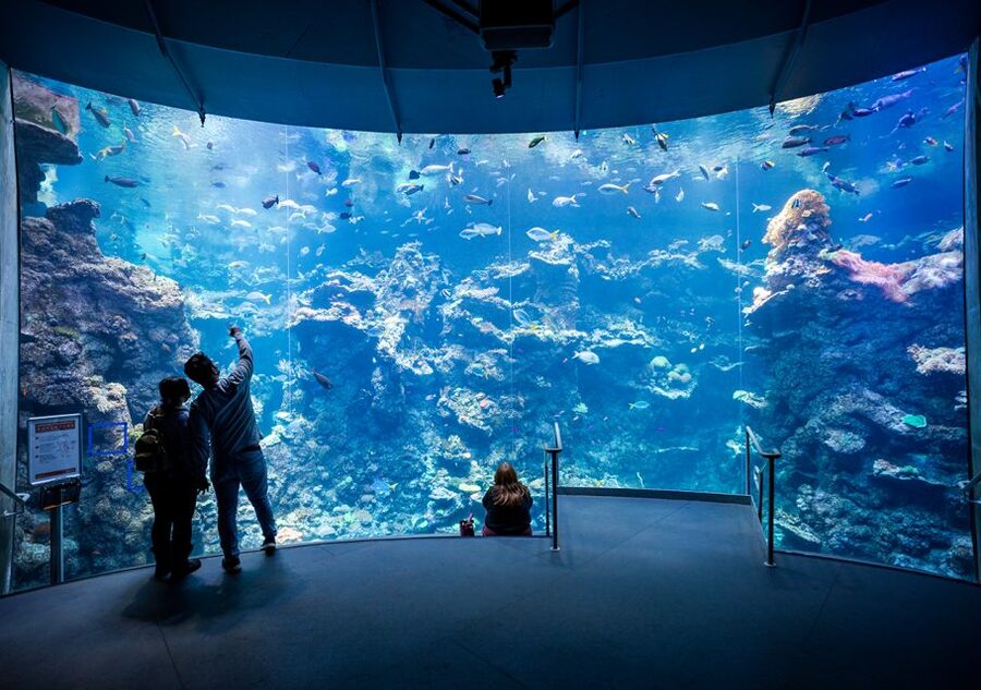 San Francisco: California Academy of Sciences Entry Ticket - The four-story rainforest is a change of climate