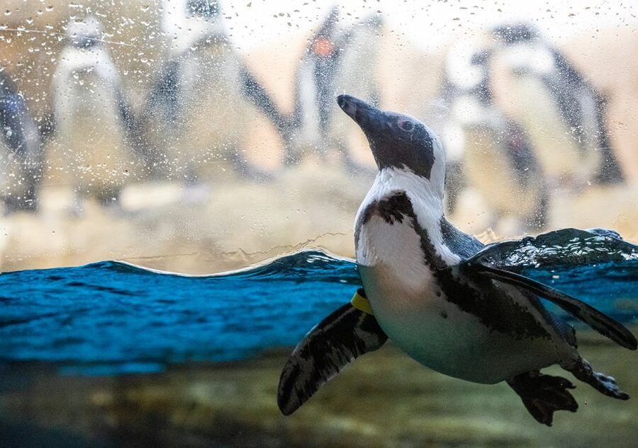 San Francisco: California Academy of Sciences Entry Ticket - What the $49 ticket is really worth