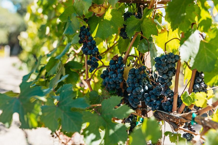 San Francisco: Half-Day Wine Country Excursion with Tastings - Why this half-day wine tour works in San Francisco