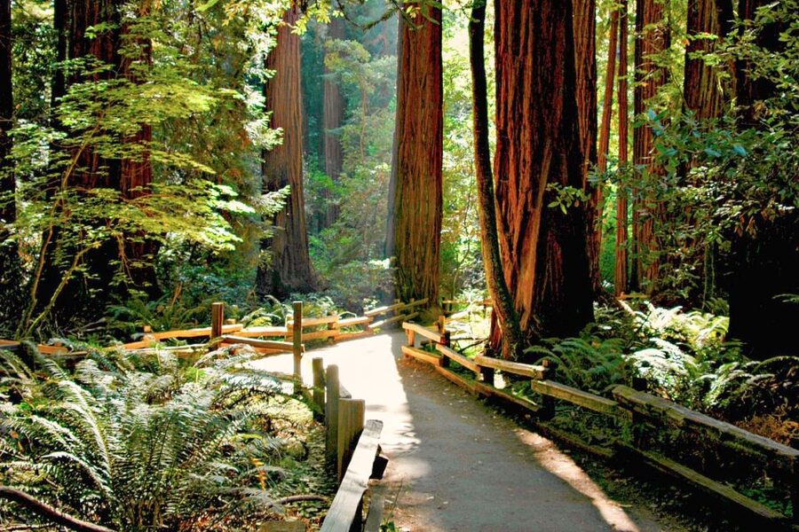 San Francisco: Muir Woods and Sausalito Half-Day Trip - Should you book this Muir Woods and Sausalito tour?
