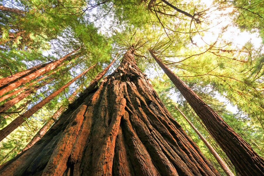 San Francisco: Muir Woods and Sausalito Half-Day Trip - How to prepare for the five-hour outing