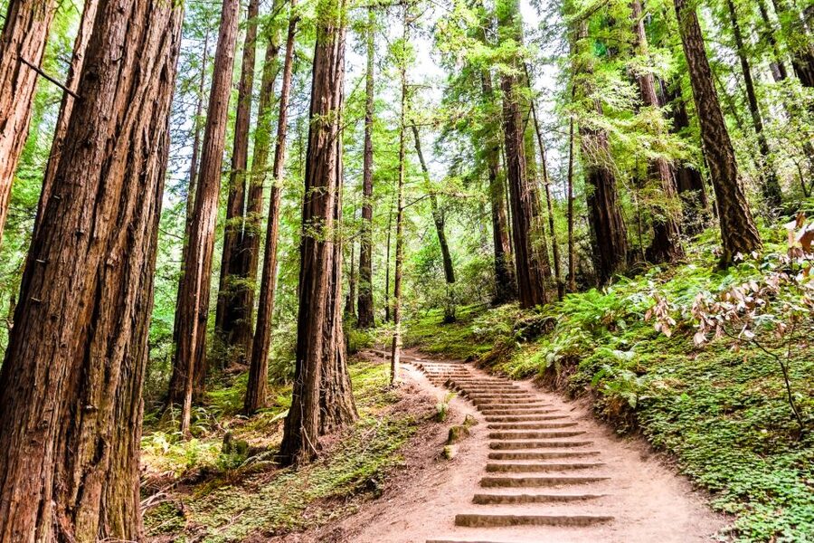 San Francisco: Muir Woods and Sausalito Half-Day Trip - The most useful booking choice: go early