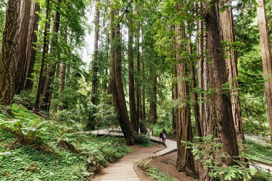 San Francisco: Muir Woods and Sausalito Small-Group Tour - Leaving San Francisco through the Presidio