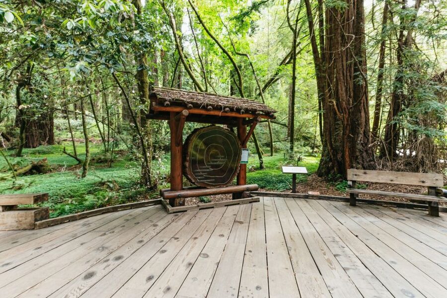 San Francisco: Muir Woods and Sausalito Small-Group Tour - The winding road through Marin County