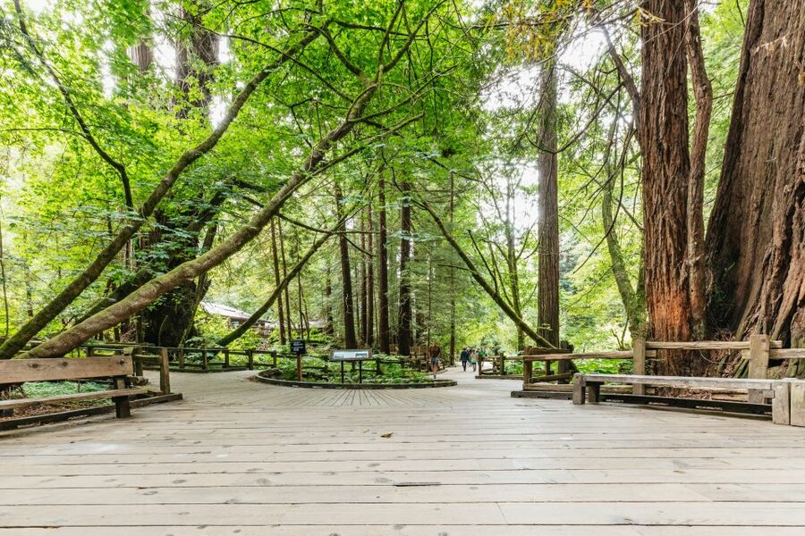 San Francisco: Muir Woods and Sausalito Small-Group Tour - Golden Gate Bridge views in ten minutes