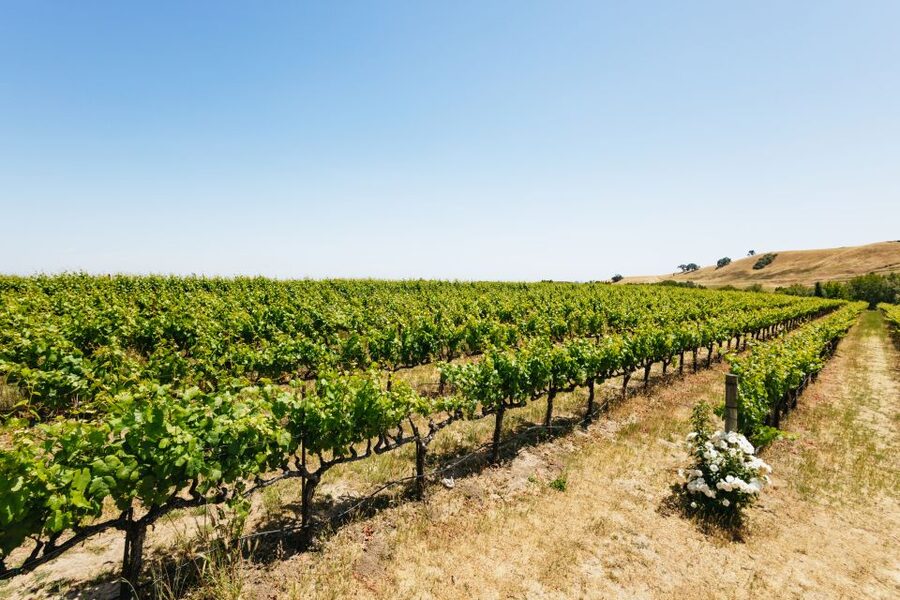 San Francisco: Muir Woods, Napa & Sonoma Valley Wine Tour - Sonoma Plaza: a useful lunch break with choices