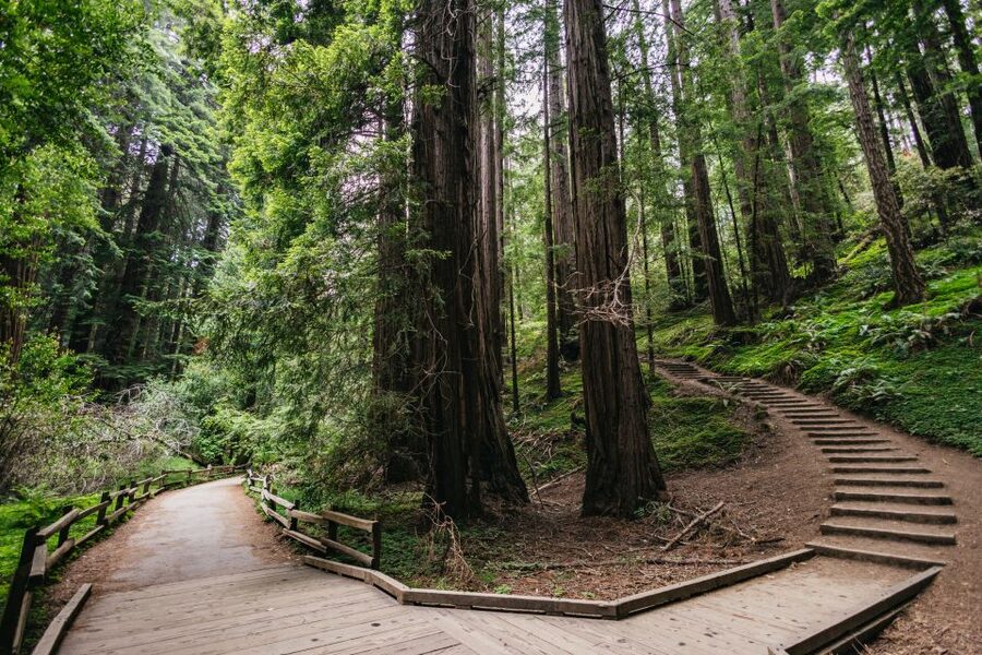 San Francisco: Muir Woods, Napa & Sonoma Valley Wine Tour - Ru Vango Winery in Napa: wine with art and scenery