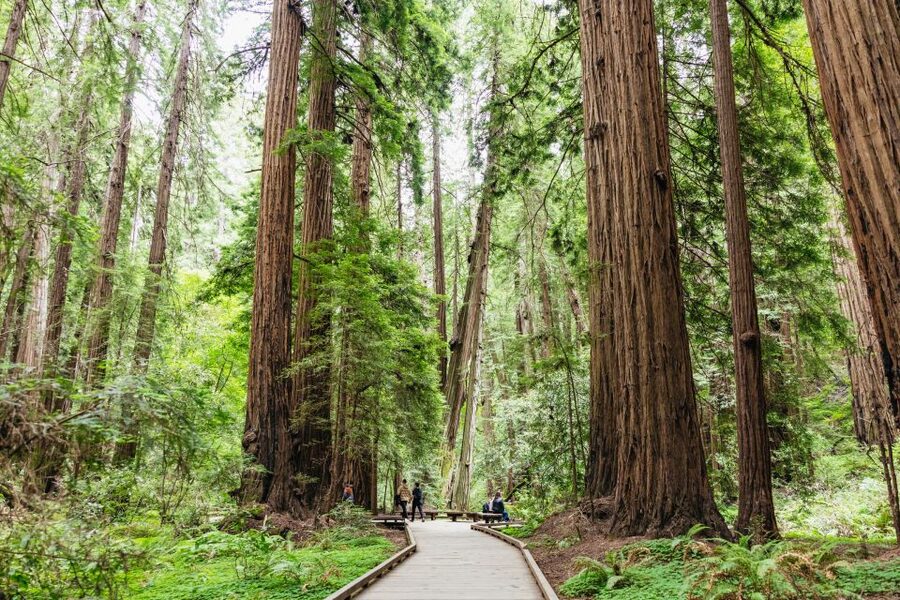 San Francisco: Muir Woods & Sausalito Tour with Ferry Option - Is $91 a fair price?