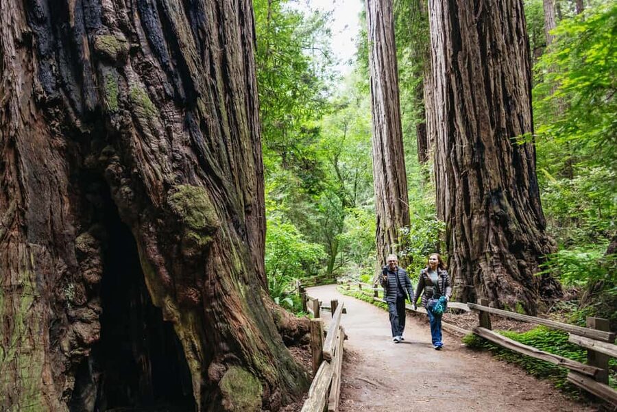 San Francisco: Muir Woods & Sausalito Tour with Ferry Option - Why this half-day escape works