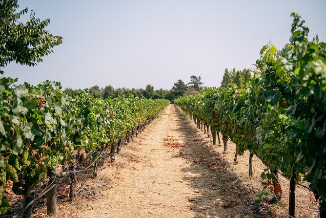 San Francisco Super Saver: Muir Woods & Wine Country w/ optional Gourmet Lunch - Jacuzzi Family Vineyards adds Italian flavor
