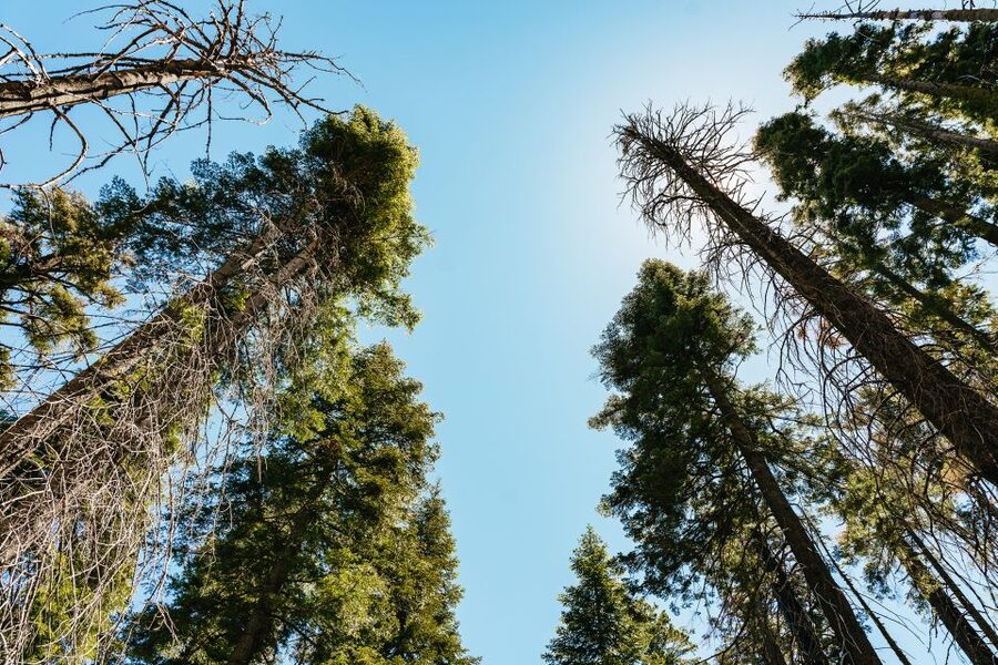 San Francisco: Yosemite National Park & Giant Sequoias Hike - Walking among the giant sequoias at Tuolumne Grove