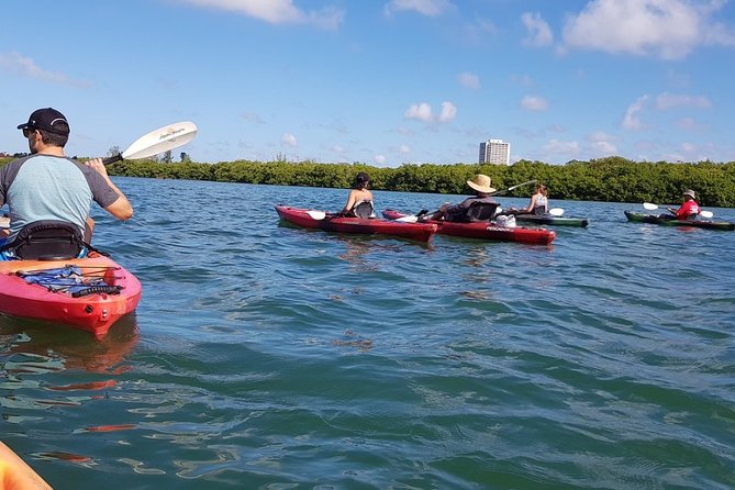 Sarasota Guided Mangrove Tunnel Kayak Tour - Little Sarasota Bay: an easy start for new paddlers