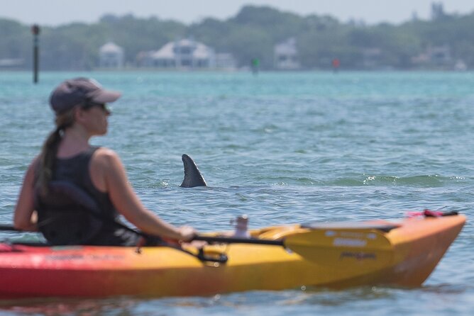 Sarasota Mangrove Tunnel Guided Kayak Adventure - Timing, Weather, and Wildlife Expectations