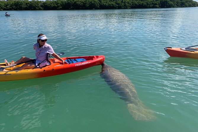 Sarasota Mangrove Tunnel Guided Kayak Adventure - Who Will Enjoy This Sarasota Kayak Trip?