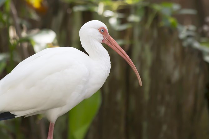 Savannah to Tybee Island with Dolphin Cruise - Key points to know before you go