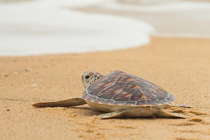 Savannah to Tybee Island with Dolphin Cruise - Why Tybee Island makes a useful Savannah day trip