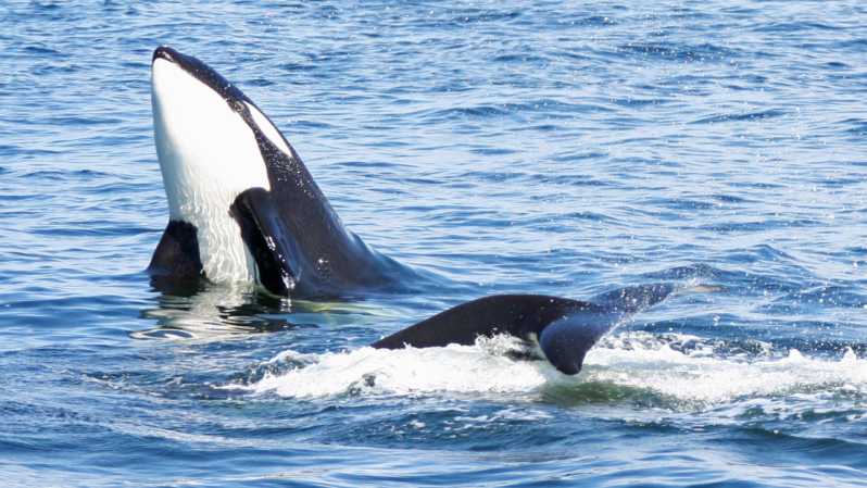 Seattle: Half-Day Wildlife and Whale Watching Cruise - Leaving Seattle from Pier 69